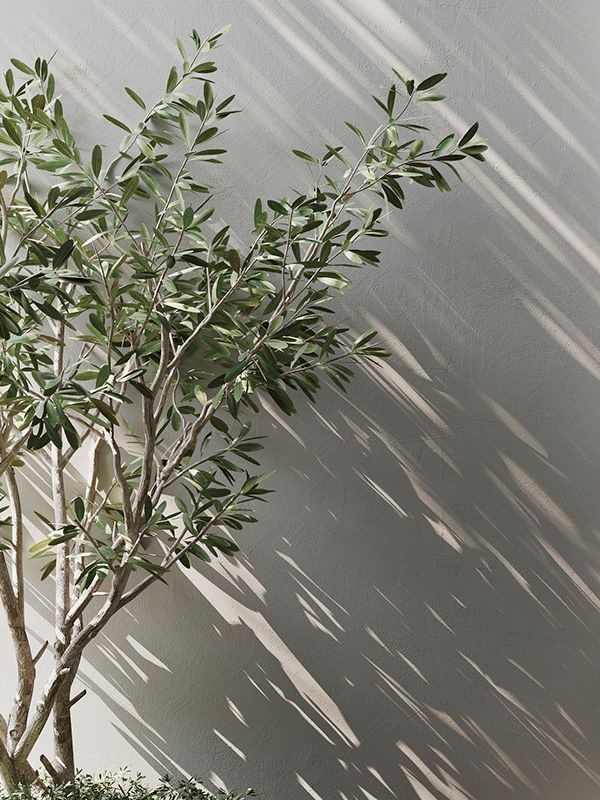 Vertical cladding behind an olive tree